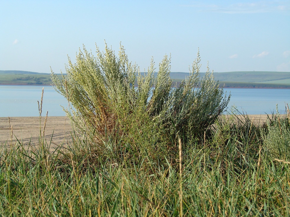 Изображение особи род Artemisia.