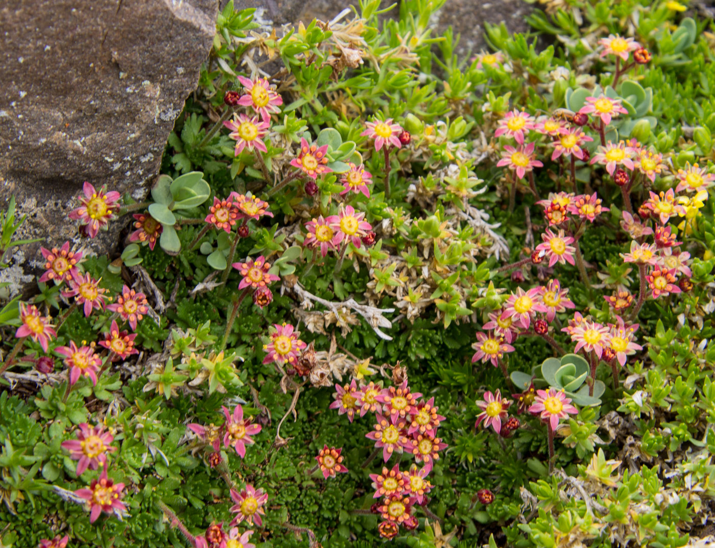 Image of Saxifraga moschata specimen.