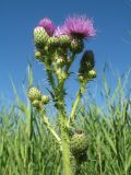 Cirsium glaberrimum