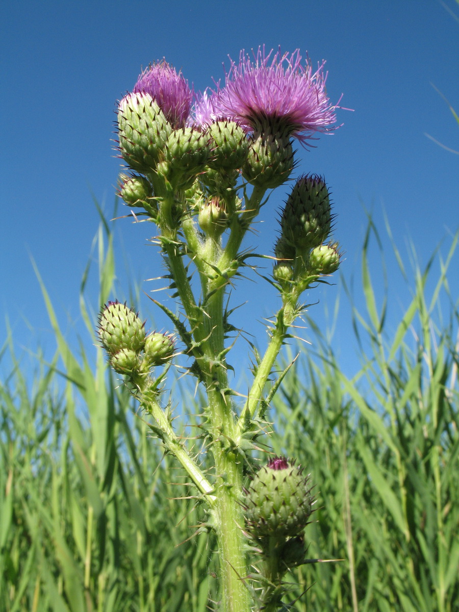 Image of Cirsium glaberrimum specimen.