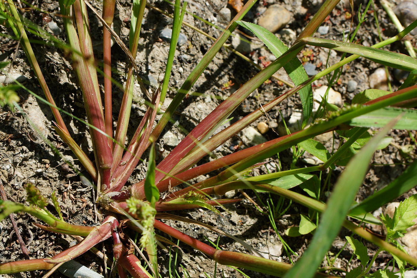 Изображение особи Echinochloa crus-galli.