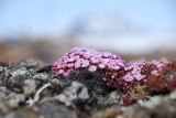 Douglasia ochotensis