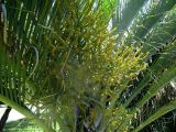 Dypsis decaryi. Средняя часть растения с соцветием. Австралия, г. Редклифф (окрестности Брисбена), уличное озеленение. 06.12.2015.