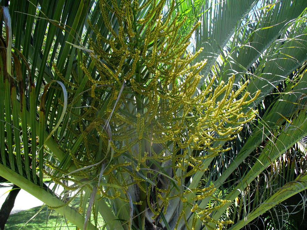 Изображение особи Dypsis decaryi.