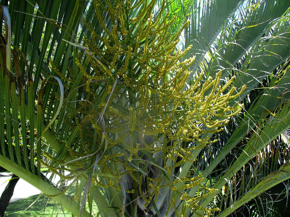 Изображение особи Dypsis decaryi.