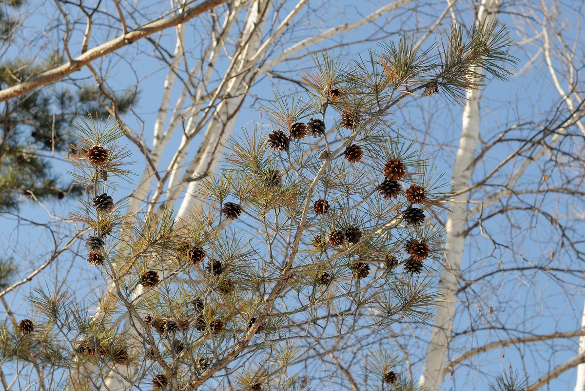 Image of Pinus × funebris specimen.
