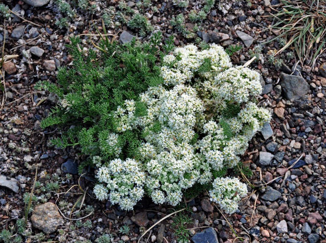 Изображение особи Ferulopsis hystrix.