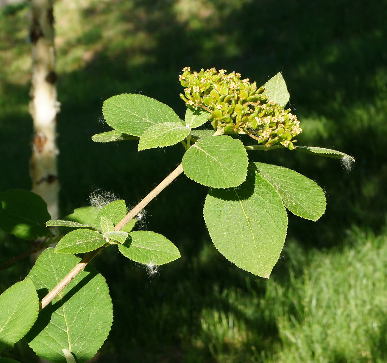 Image of Viburnum lantana specimen.