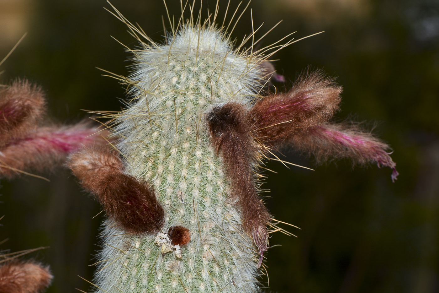 Изображение особи Cleistocactus straussii.