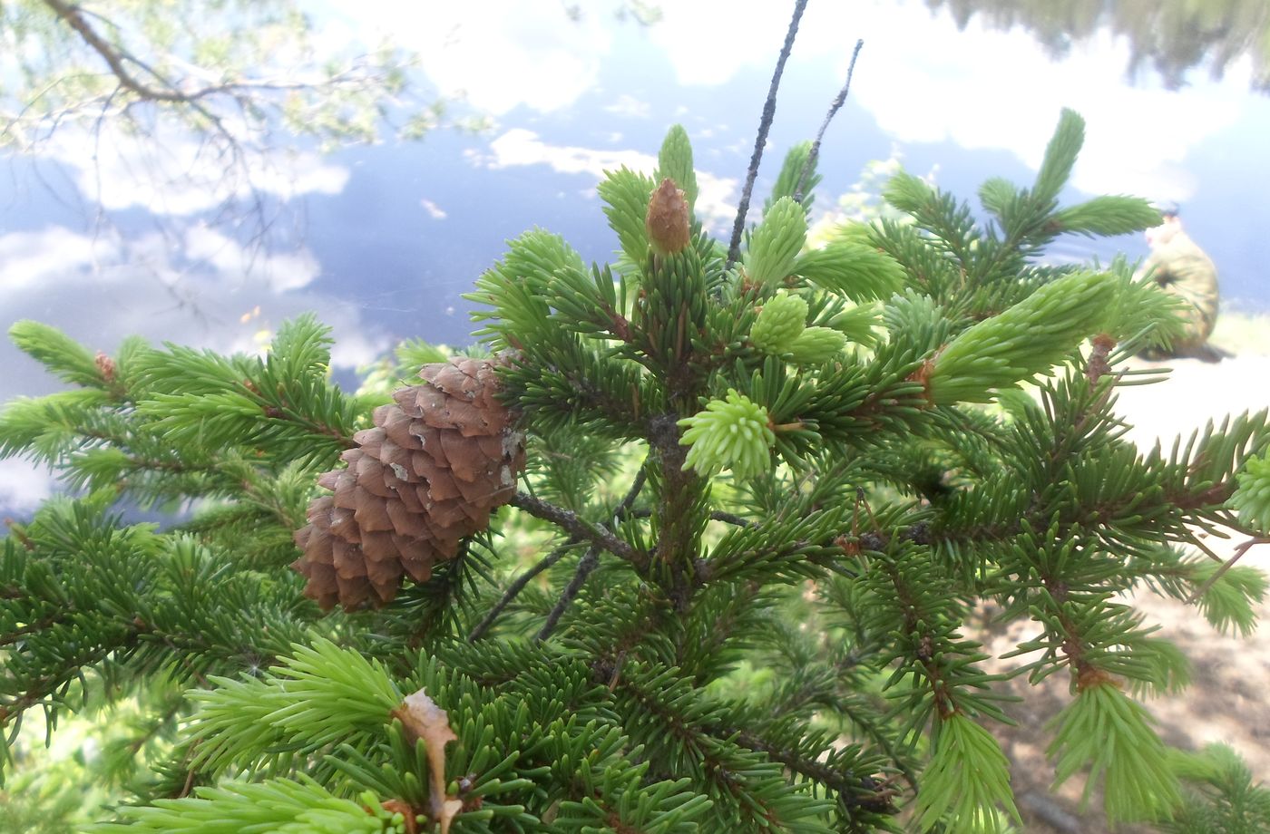 Изображение особи Picea abies.