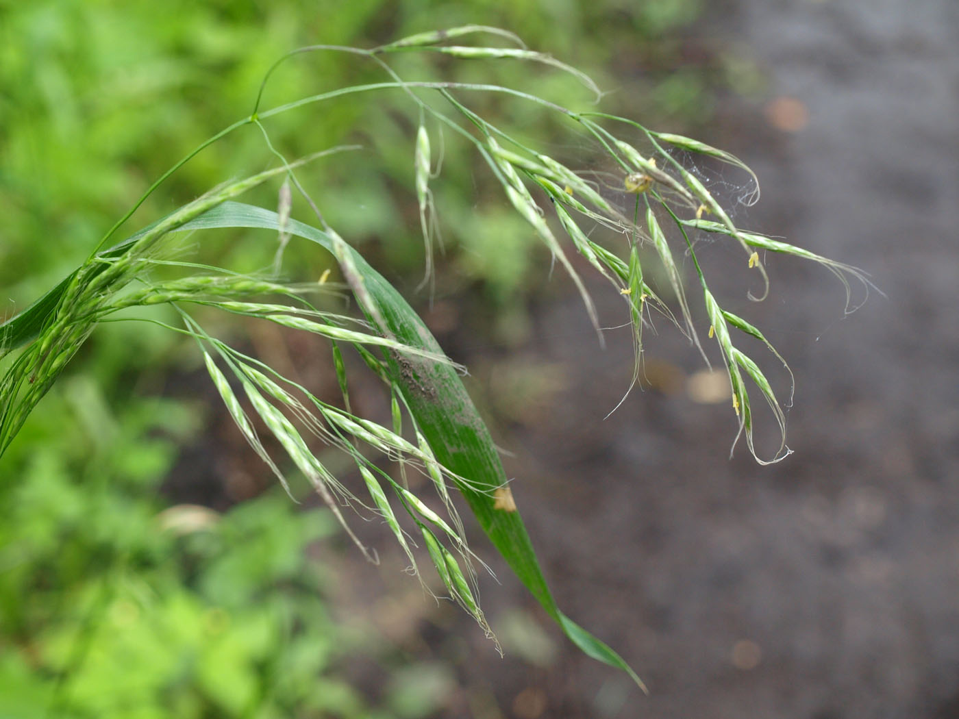 Изображение особи Festuca gigantea.