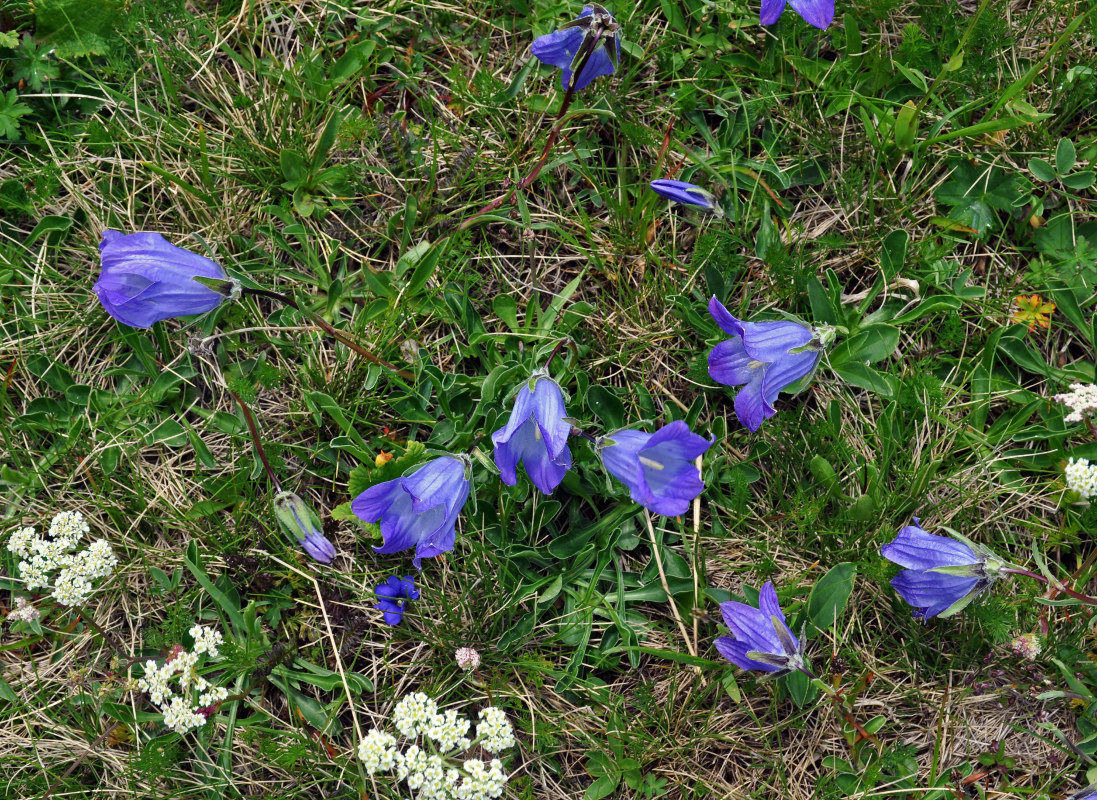 Image of Campanula biebersteiniana specimen.