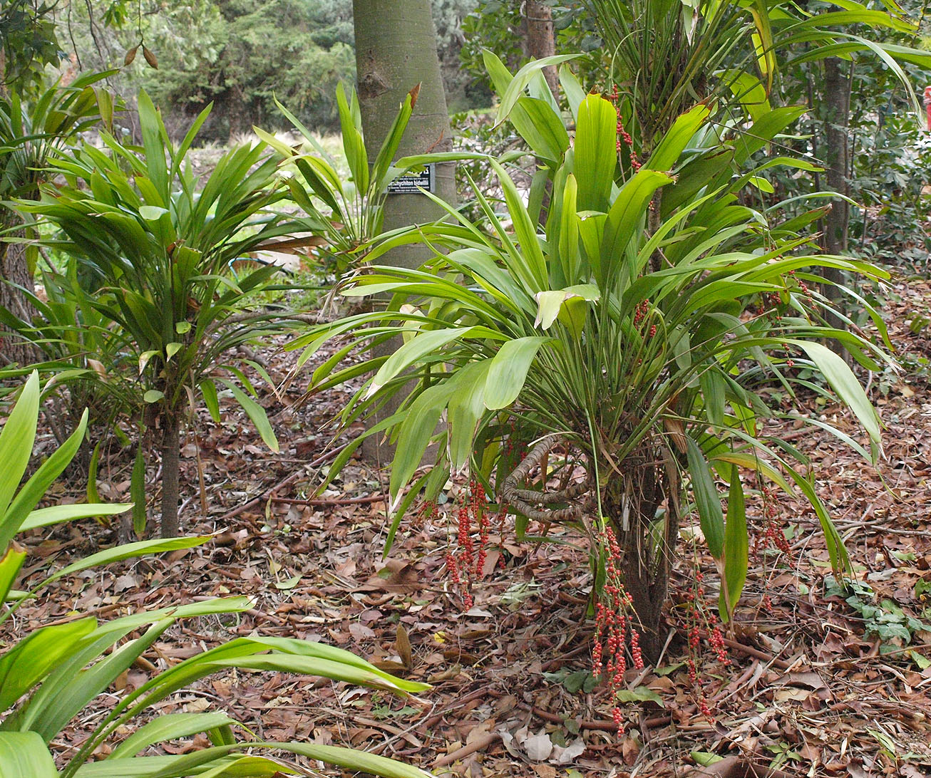 Изображение особи Cordyline petiolaris.