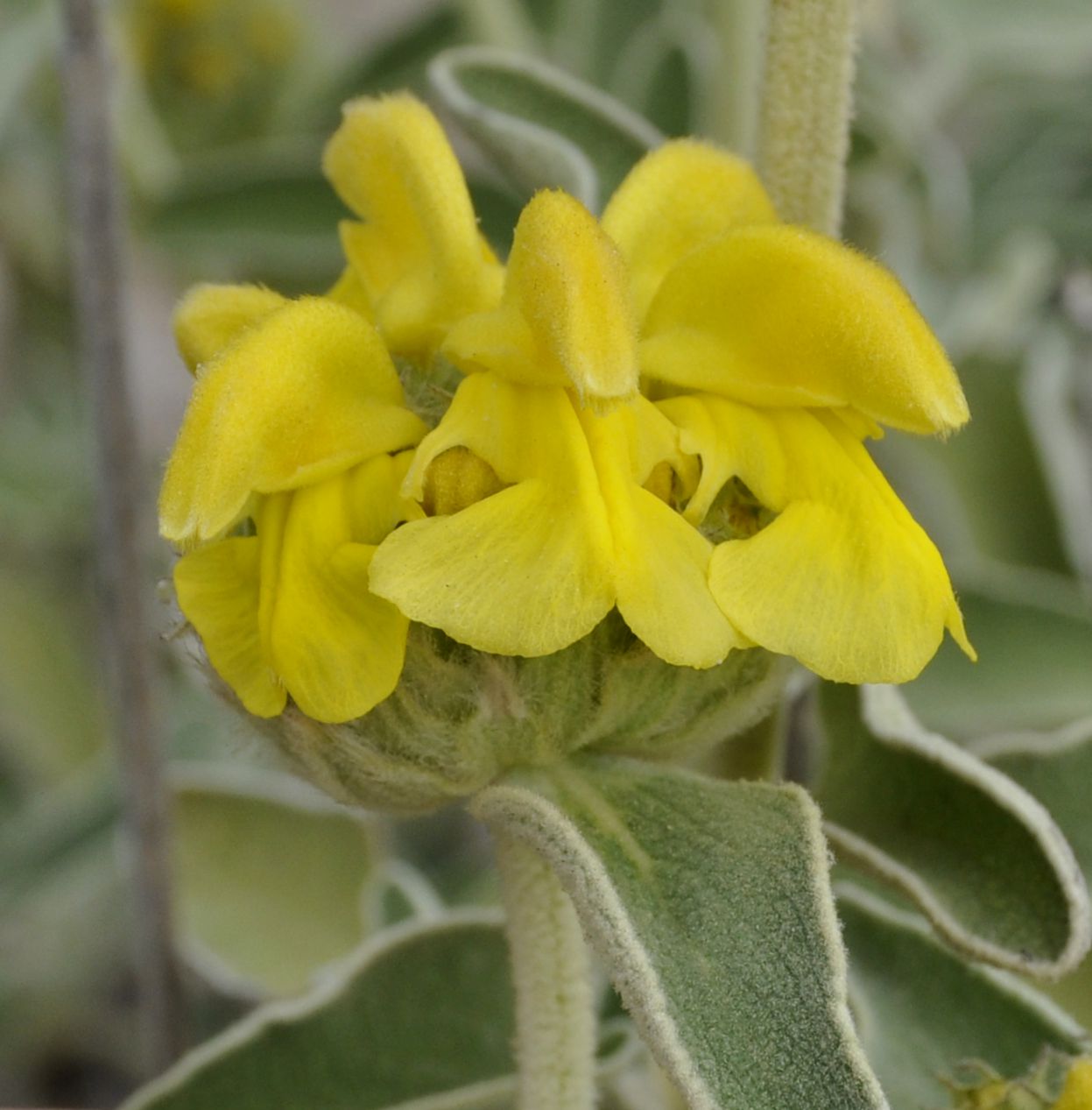 Изображение особи Phlomis fruticosa.