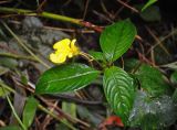 Impatiens oncidioides. Цветущее растение. Малайзия, Камеронское нагорье, ≈ 1500 м н.у.м., влажный тропический лес. 03.05.2017.