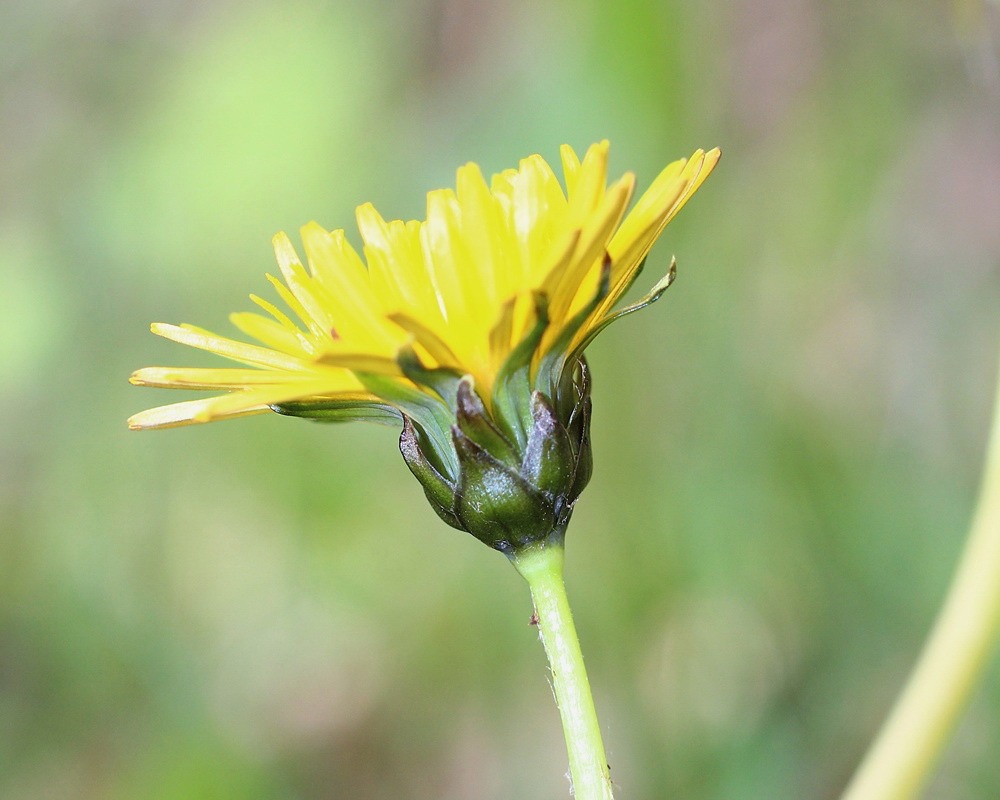 Изображение особи род Taraxacum.