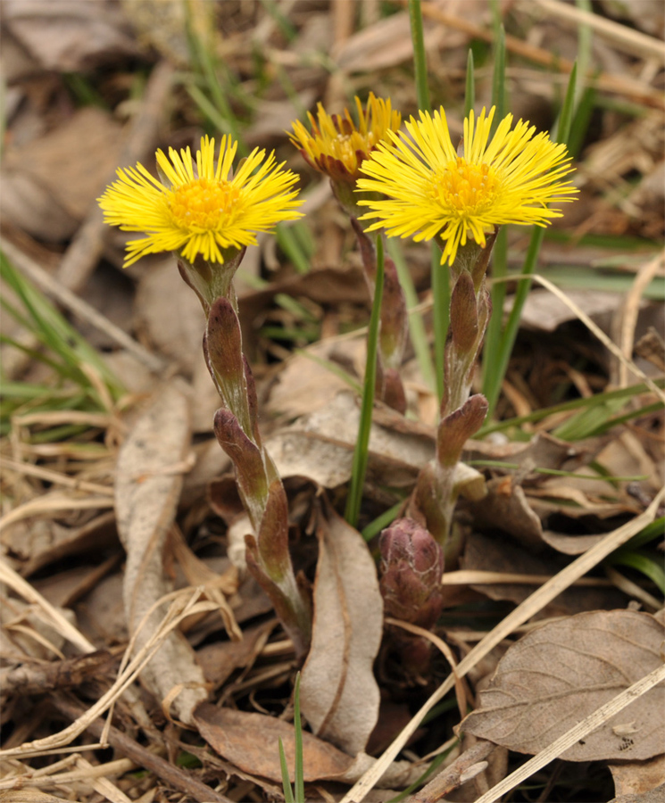 Image of Tussilago farfara specimen.