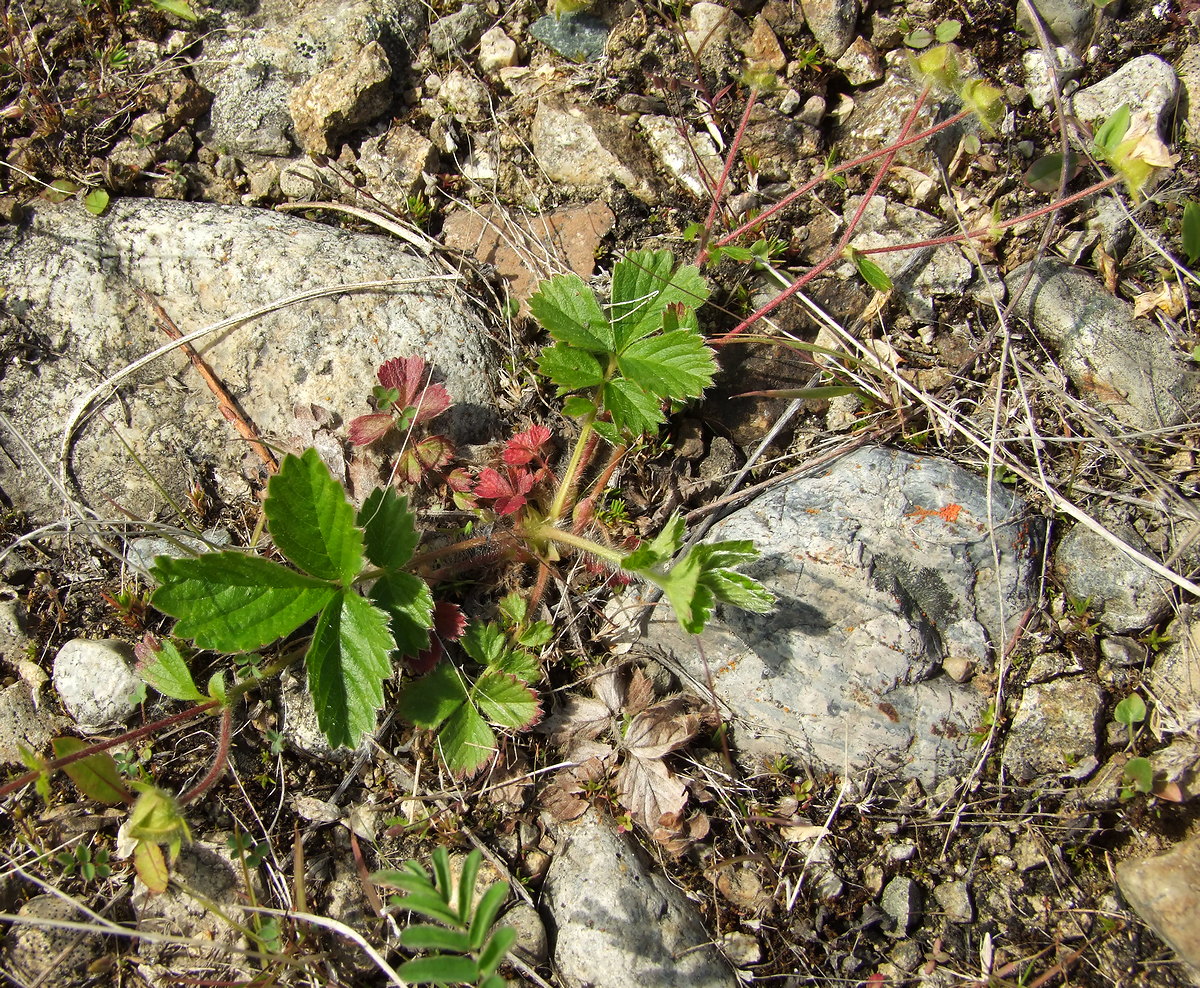 Изображение особи Potentilla stolonifera.