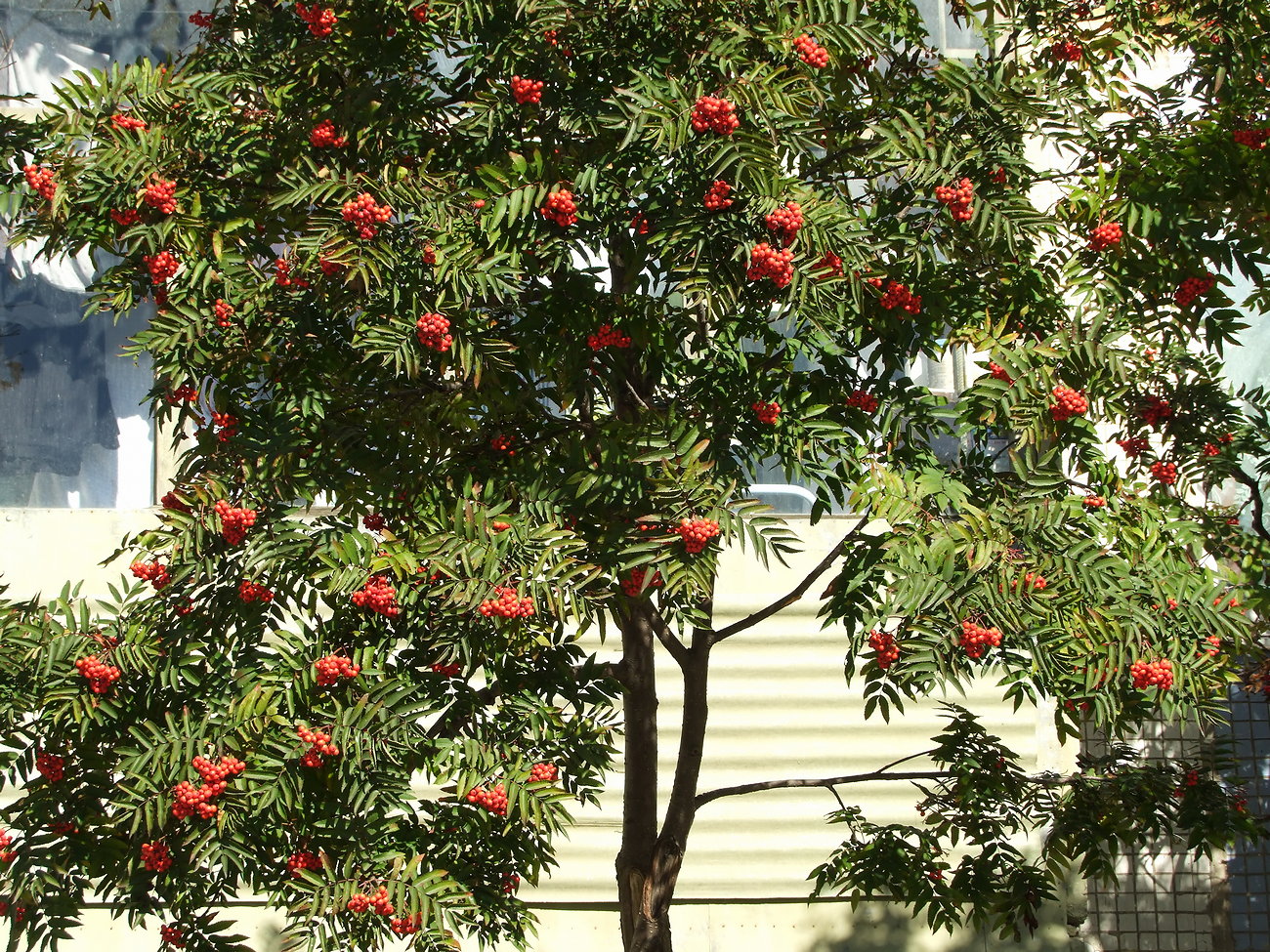 Изображение особи Sorbus sibirica.