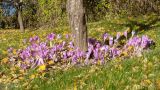 Colchicum speciosum. Цветущие растения. Псковская обл., Пушкиногорский р-н, усадьба Михайловское, в саду, в культуре. 15.10.2017.