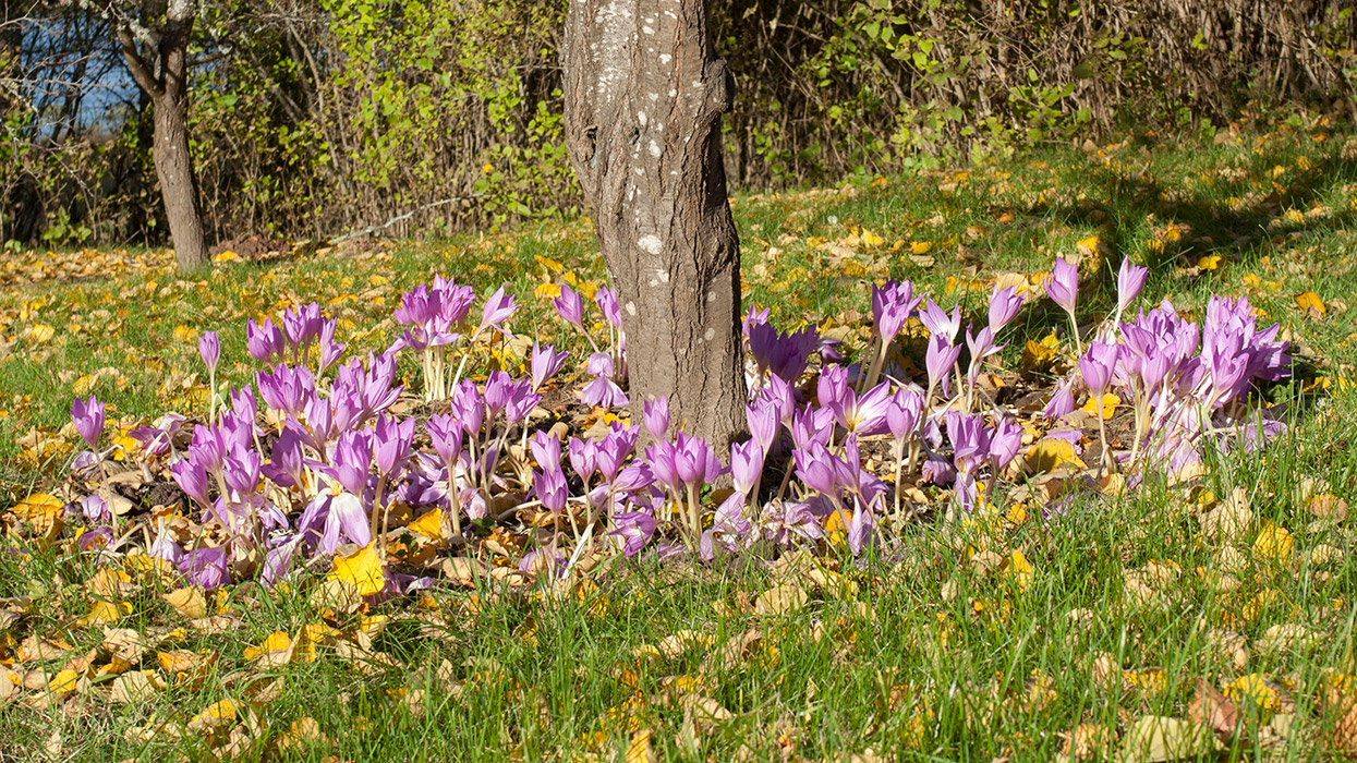 Изображение особи Colchicum speciosum.