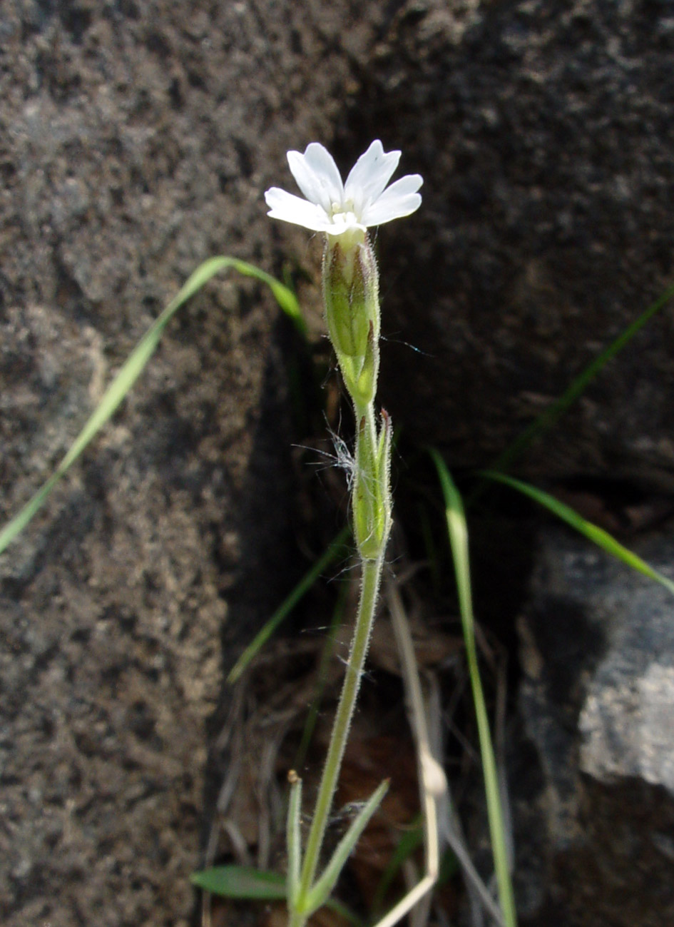 Image of Gastrolychnis pauciflora specimen.