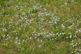 Myosotis sylvatica