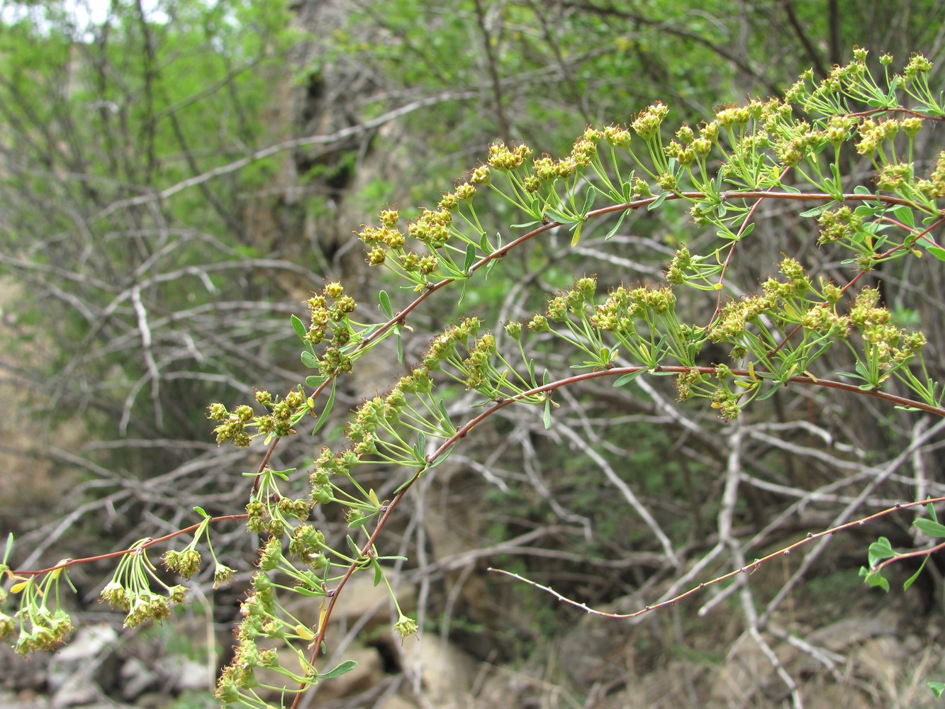 Image of Spiraea hypericifolia specimen.