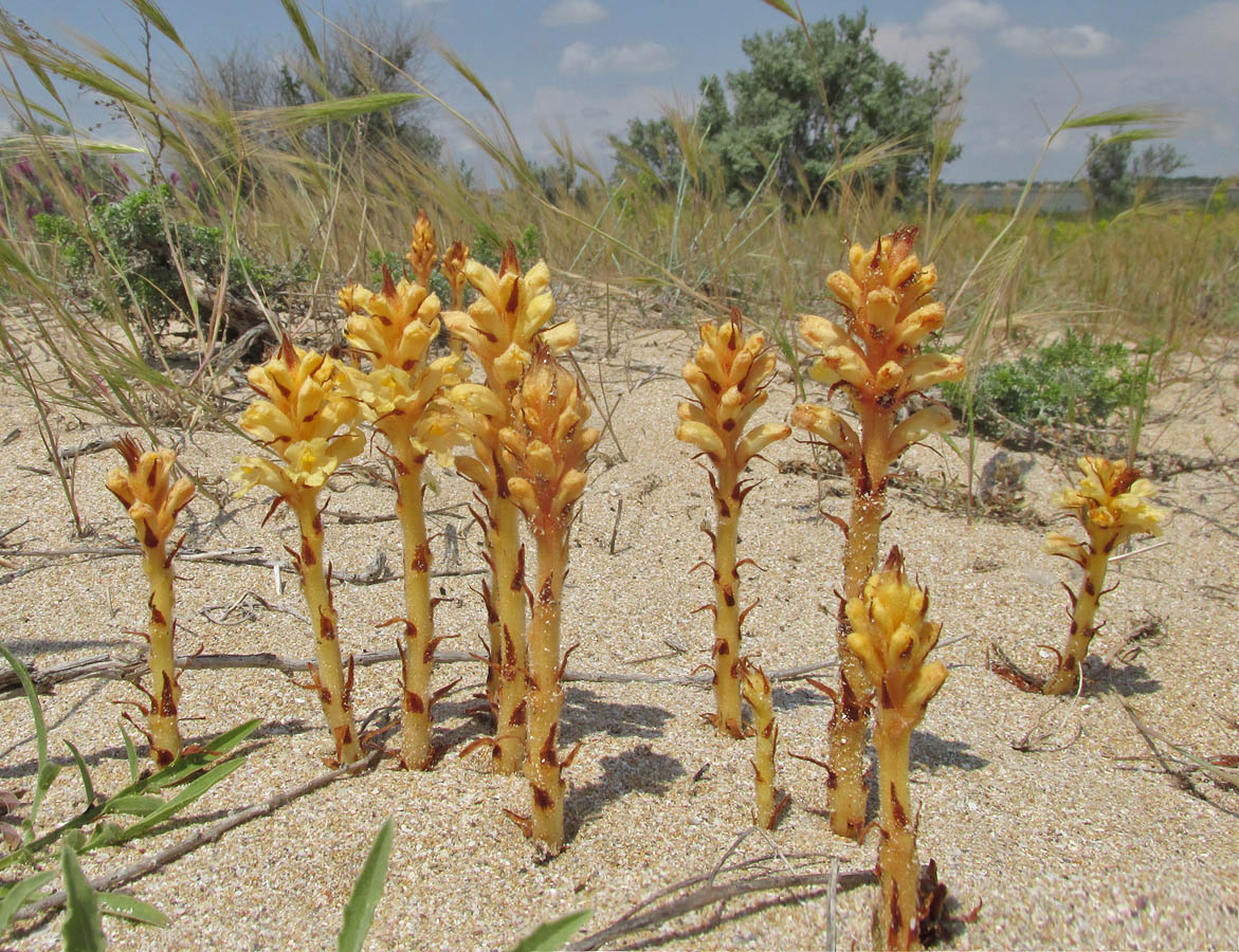 Изображение особи Orobanche centaurina.