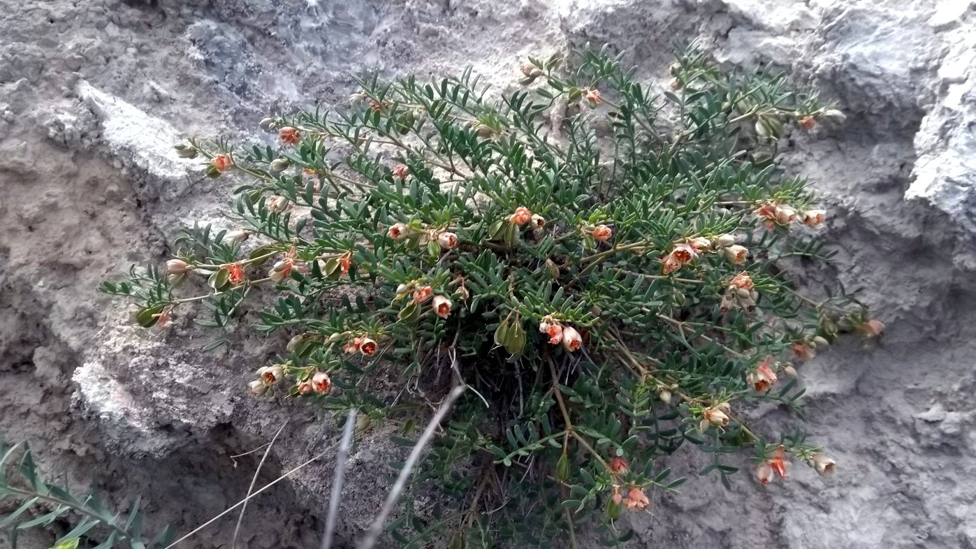 Image of Zygophyllum pinnatum specimen.