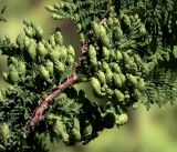 Thuja occidentalis. Часть ветви с молодыми шишками (культивар). Московская обл., Раменский р-н, окр. дер. Хрипань, садовый участок. 16.06.2018.