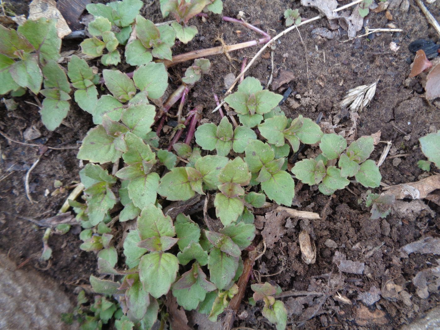 Изображение особи Monarda didyma.