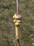 Linaria syspirensis