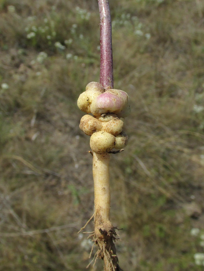 Изображение особи Linaria syspirensis.