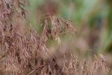 Anisantha tectorum. Верхушки побегов с соплодиями. Ростовская обл., Верхнедонской р-н, окр. хут. Солонцовский, дол. р. Песковатка, песчаный берег. 30.06.2018.