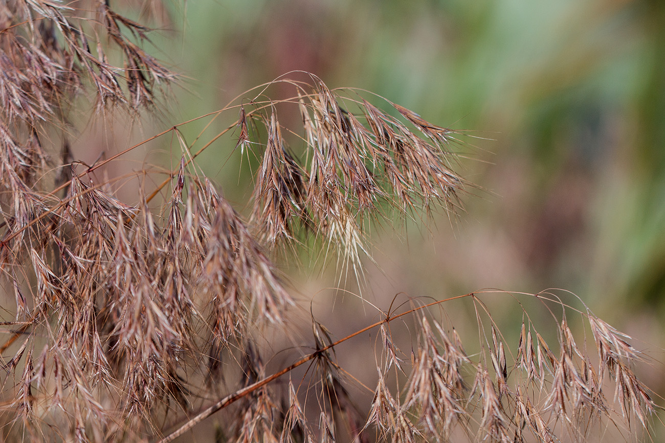 Изображение особи Anisantha tectorum.