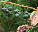 Polygonatum multiflorum. Часть побега с соплодиями с созревающими плодами. Московская обл., Раменский р-н, окр. дер. Хрипань, садовый участок. 16.08.2018.
