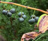 Polygonatum multiflorum. Часть побега с соплодиями с созревающими плодами. Московская обл., Раменский р-н, окр. дер. Хрипань, садовый участок. 16.08.2018.