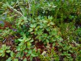 Rhododendron parvifolium