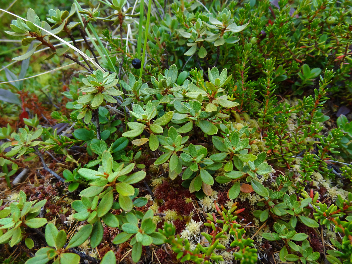 Image of Rhododendron parvifolium specimen.