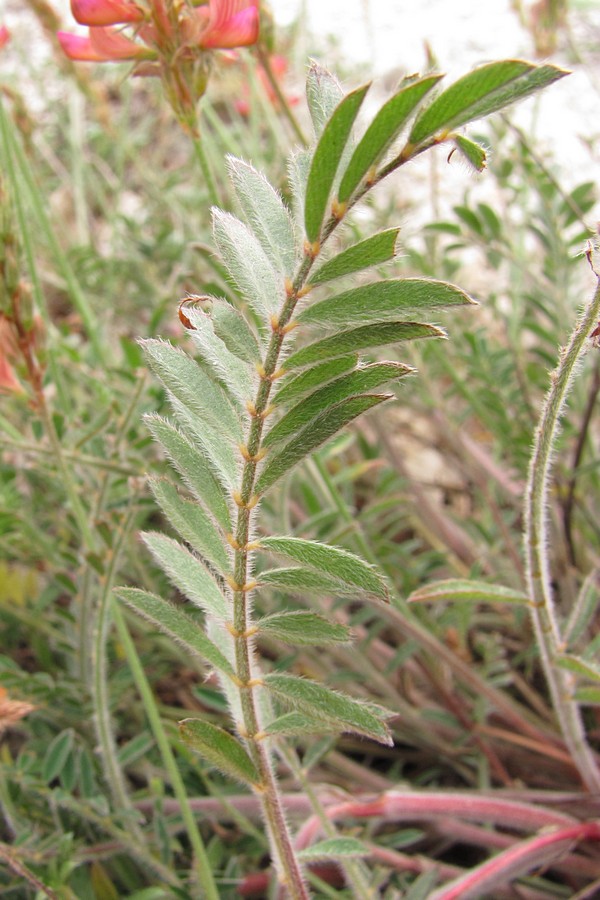 Изображение особи Onobrychis miniata.