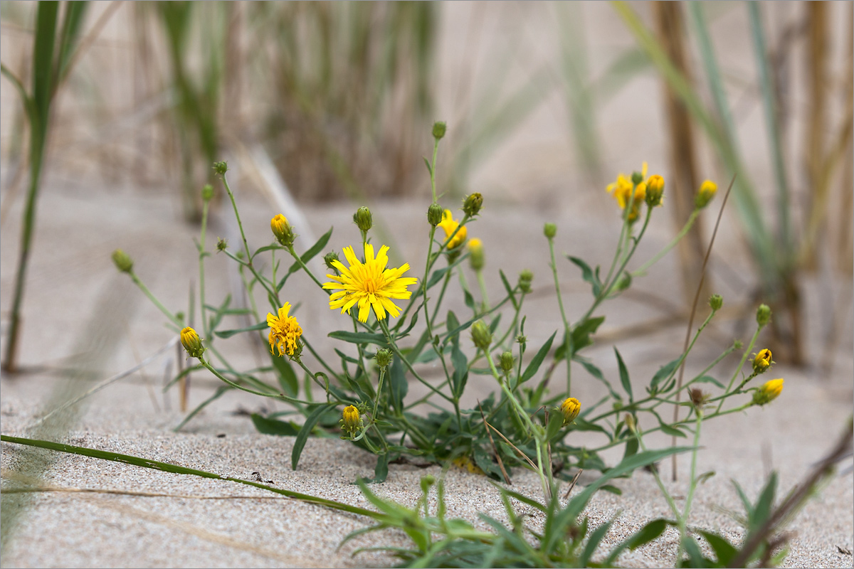 Изображение особи Hieracium umbellatum var. dunale.