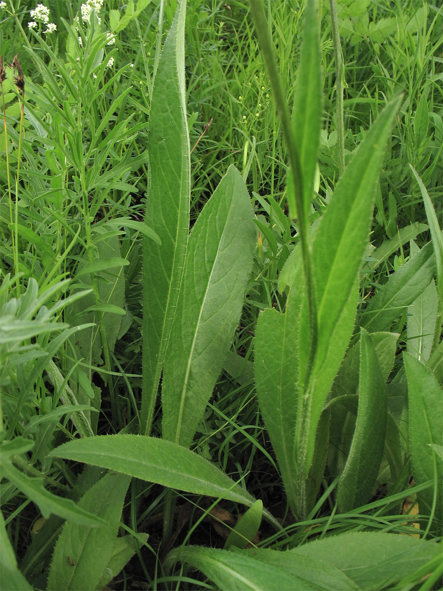 Image of Cirsium pannonicum specimen.