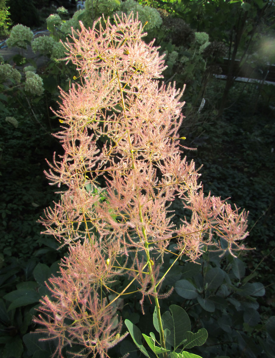 Image of Cotinus coggygria specimen.