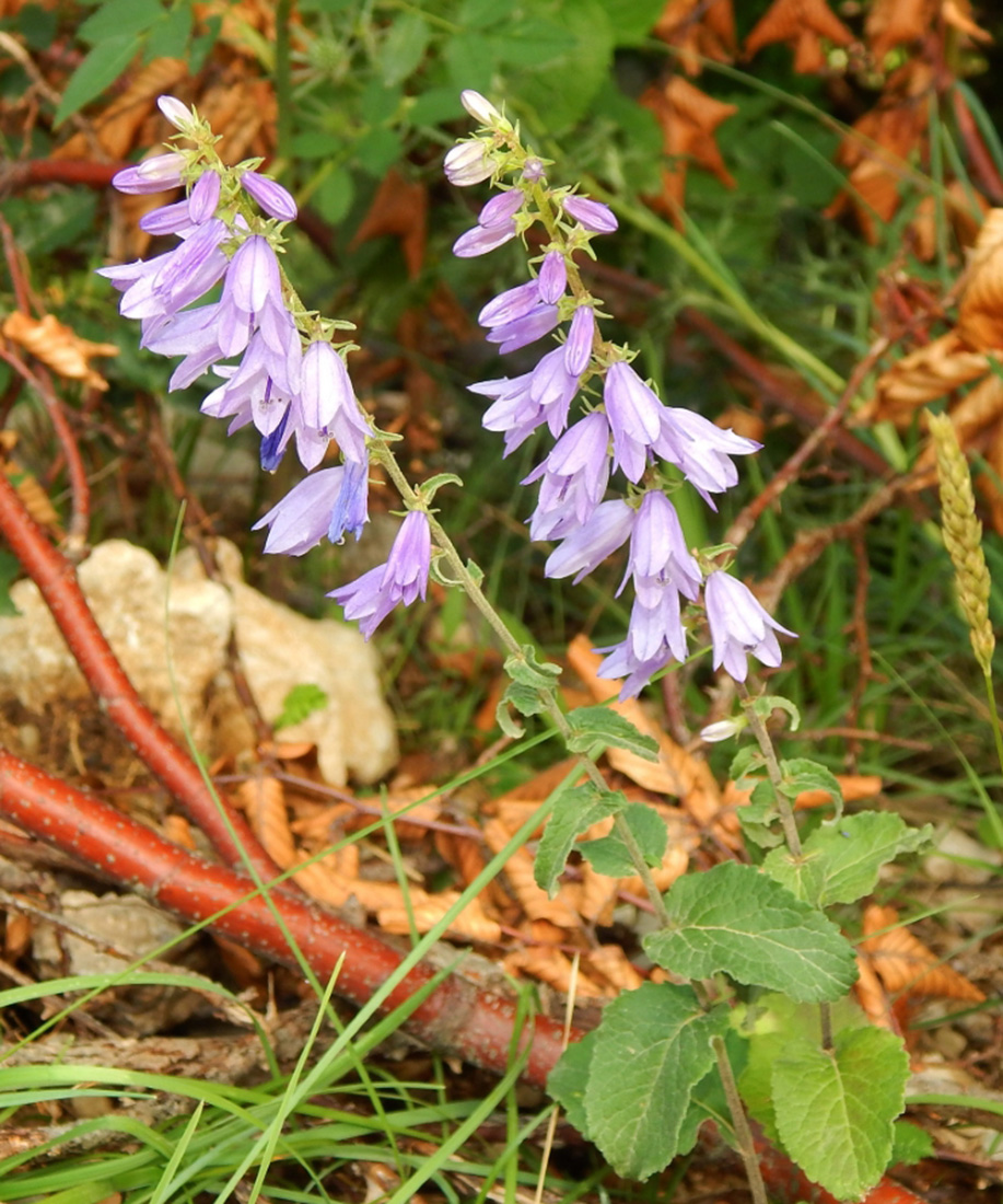 Изображение особи род Campanula.