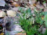 Tripleurospermum inodorum. Верхушка побега с развивающимися соцветиями. Москва, Новогиреево, промзона, пустырь. 29.10.2018.