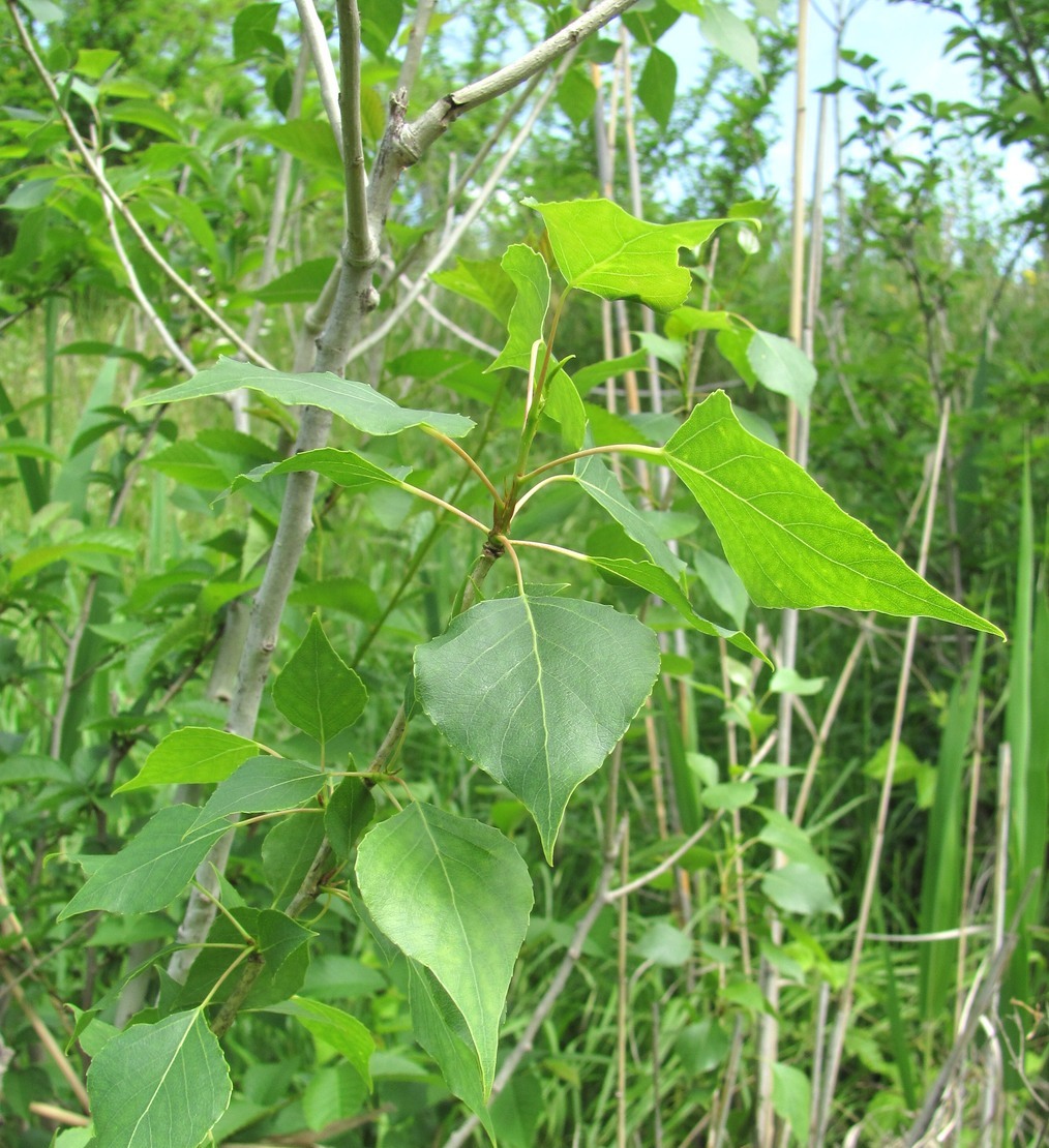 Image of Populus nigra specimen.