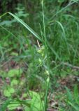 Carex phyllostachys