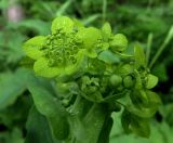 Bupleurum longifolium ssp. aureum