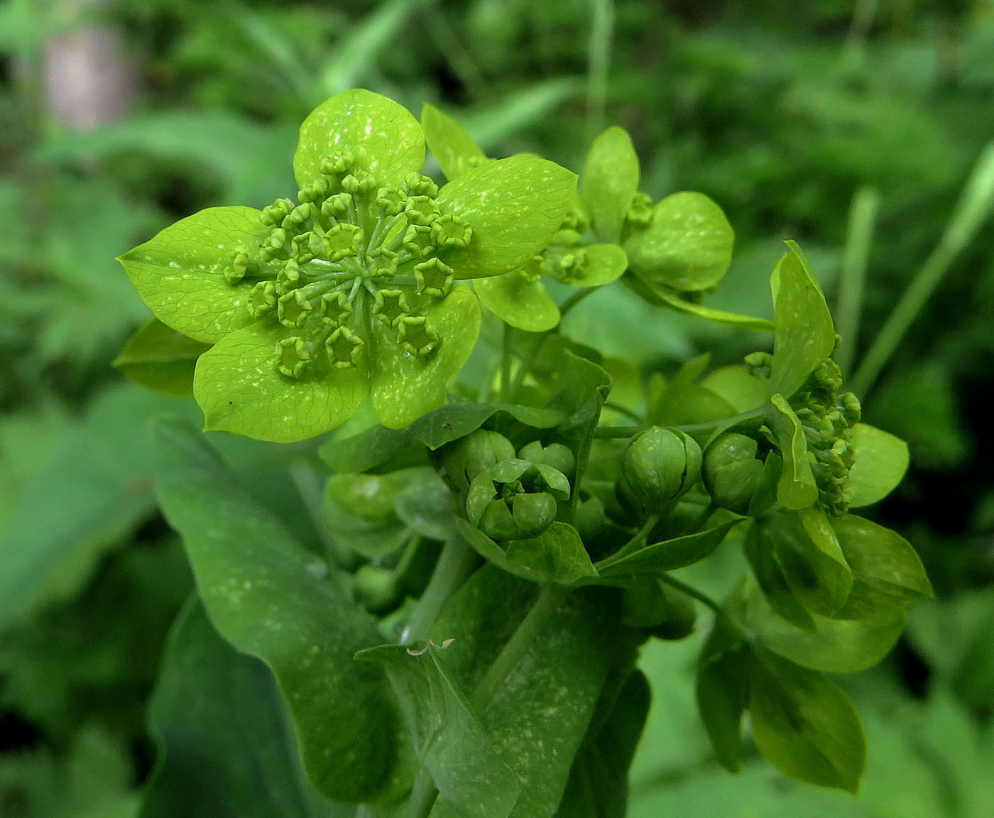 Изображение особи Bupleurum longifolium ssp. aureum.